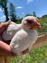 Load image into Gallery viewer, Farm Raised Chicken
